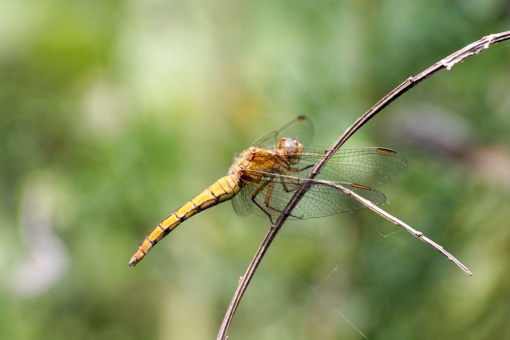 O.brunneum o C.erythraea? No,Orthetrum coerulescens
